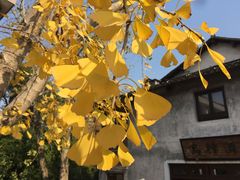 -乌村