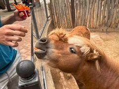 -鄂尔多斯野生动物园