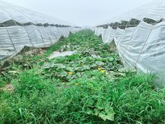 -庞各庄西瓜蔬菜采摘园·锦华瓜园
