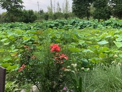 -洪湖家庭农场·团建·露营·会议