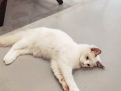 -猫友咖啡店(玉林西路店)