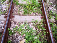 -合肥滨湖国家森林公园