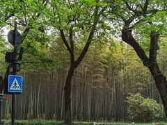 -杭州植物园