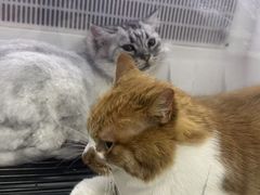 -艾贝尔宠物医院 ·中兽医·宠保定点(北门桥店)