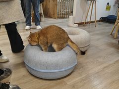 -柴迷FANS CLUB·柴犬狗咖·猫咖