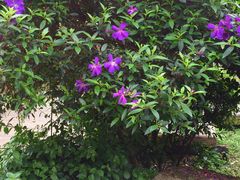 -松山湖梦幻百花洲