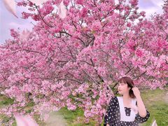 -天适樱花悠乐园