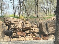 -北京野生动物园