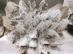 -中国地质博物馆
