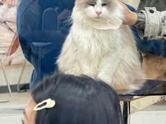 -共舞时光猫咖·狗咖(新街口店)