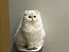 -伟伟宠物医院·瑞派猫友好医院·猫科(光谷店)