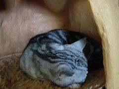 -猫猫幼稚园·撸猫·桌游·电玩
