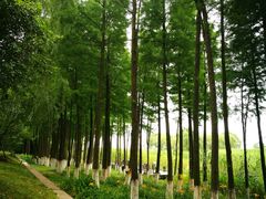 -太湖湖滨国家湿地公园-停车场
