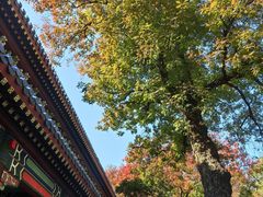-灵谷景区
