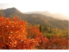 -鲁山国家森林公园