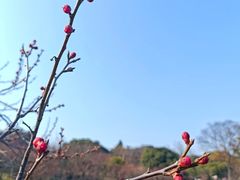 -无锡梅园公园