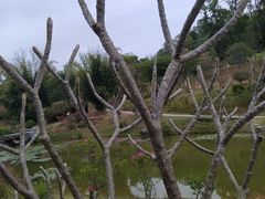 -东莞植物园