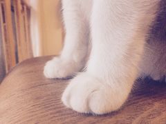 -猫咖时代(中山亭店)
