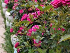 -名花谷生态庄园