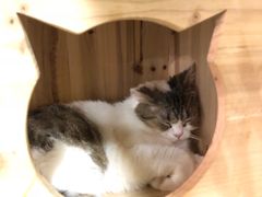 -共舞时光猫咖·狗咖(新街口店)