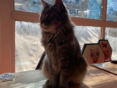 -猫小院猫主题咖啡厅(北锣店)