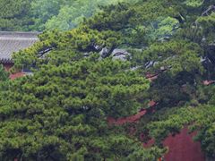 -妙峰山风景名胜区