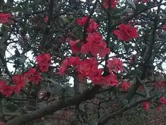-温江公园