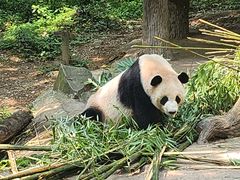 -都江堰中华大熊猫苑