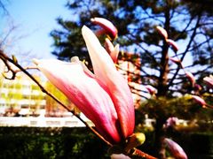 -金宫殿故址
