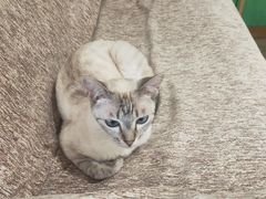 -藏猫猫咖啡主题馆(中央大道店)