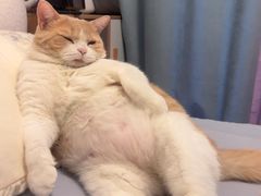-萌兽医馆·犬猫专科·眼科中心·宠物医院(朝阳门分院)