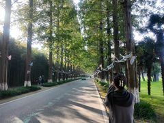 -黄海国家森林公园