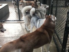 -TrueLove @ Neverland (Husky Cafe)