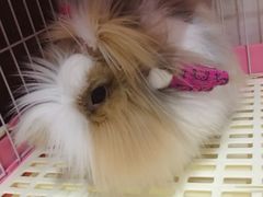 -东莞宠友24H宠物中心医院·转诊夜诊·异宠(新河北路院)