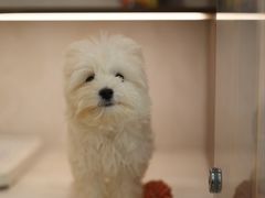 -翊宠yipet猫狗购宠庄园犬舍•猫舍