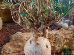 -南通洲际绿博园