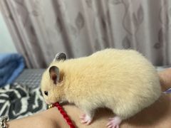 -钓仓鼠(洋桥北里小区店)