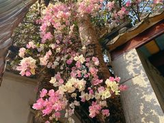 -深圳国际园林花卉博览园