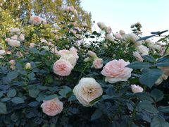 -人民公园(罗湖区)