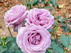 -人民公园(罗湖区)