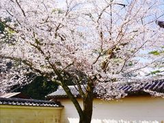 -醍醐寺