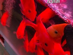 -益财水族馆