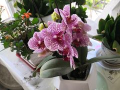 -中环花鸟鱼虫市场