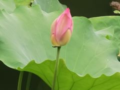 -荔湾湖公园