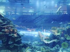 -迪拜水族馆及水下动物园