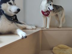 -Husky Go! 哈士奇体验馆·宠物咖啡厅狗咖