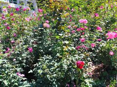 -人民公园(罗湖区)