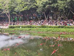-广州长隆飞鸟乐园