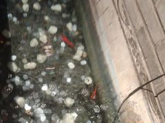 -张大嘴菜馆(庞各庄店)