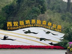 -西双版纳原始森林公园